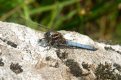 Dragonflies and Damselflies: Keeled Skimmer (Orthetrum coerulescens)